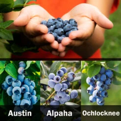 3-in-1 Blueberry Bush (Southern Highbush) 9 3-in-1 Blueberry Bush (Southern Highbush) -Flourish Garden 3 up Southern 2 Austin