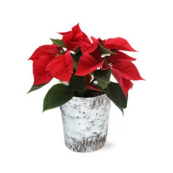 Red Poinsettia In Birch Pot