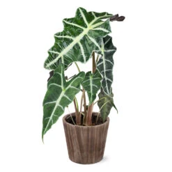 Alocasia Polly With Decorative Pot -Flourish Garden 5IN Brown Wilson with Alocasia Poly