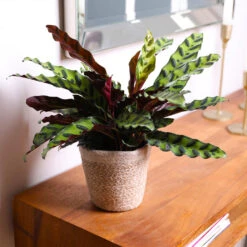 Calathea Rattlesnake With Decorative Pot -Flourish Garden 5IN Brown Wilson with Calathea Rattlesnake 7