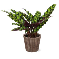 Calathea Rattlesnake With Decorative Pot -Flourish Garden 5IN Brown Wilson with Calathea Rattlesnake ab4455e5 467d 4c73 8ad5 e5b6c64c35eb