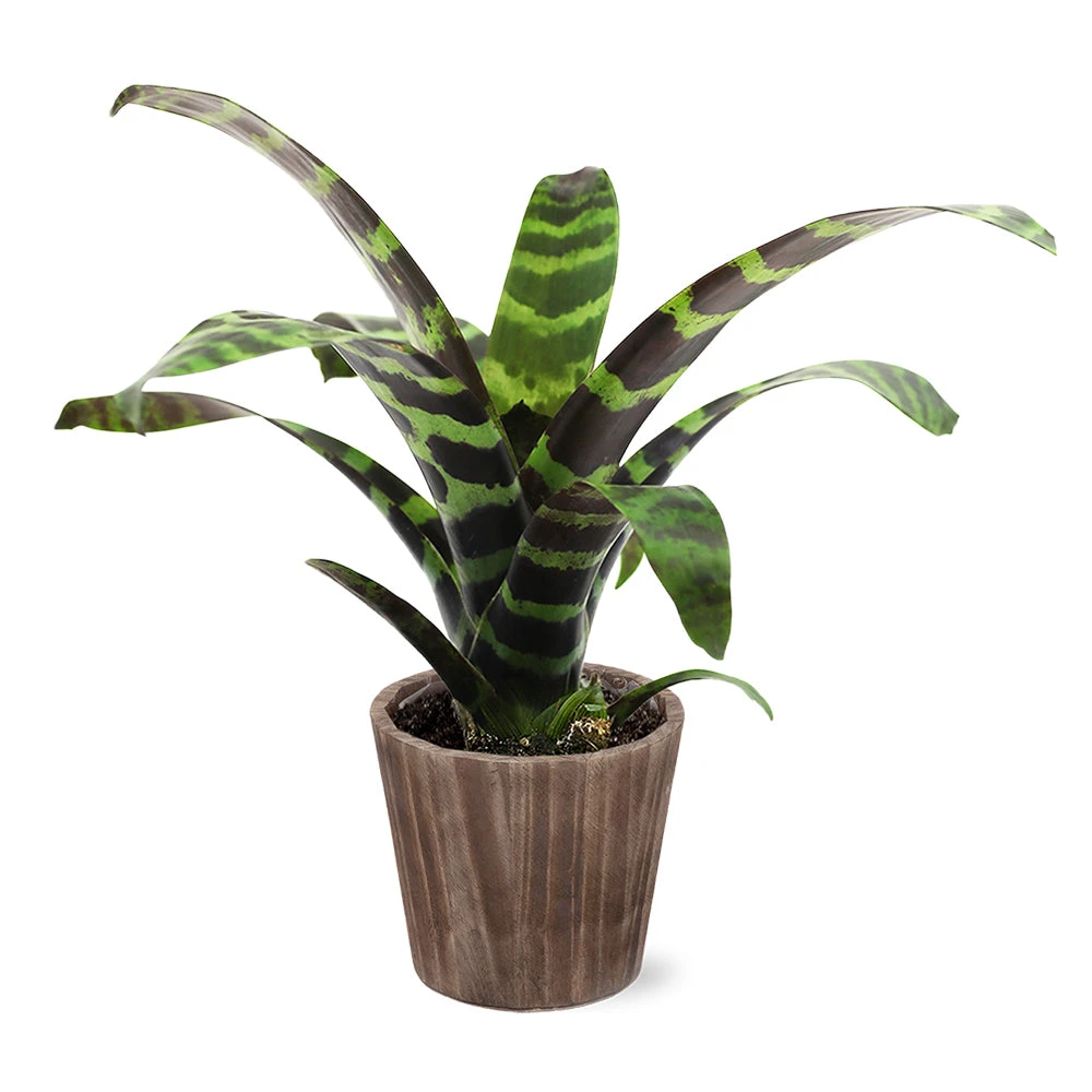 Zebra Plant In Decorative Pot 7 Zebra Plant In Decorative Pot - Image 7