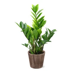 5-Inch ZZ Plant In Decorative Pot -Flourish Garden 5IN Brown Wilson with ZZ