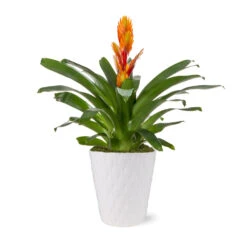 5-Inch Bromeliad In Decorative Pot -Flourish Garden 5IN Evi Orange Intenso Bromeliad with Moss Topping