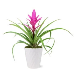 5-Inch Bromeliad In Decorative Pot -Flourish Garden 5IN Evi Pink Antonio Bromeliad with Moss Topping 1