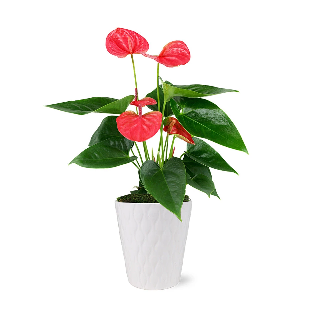 Pink Anthurium 3 Pink Anthurium - Image 3