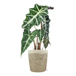 Alocasia Polly With Decorative Pot -Flourish Garden 5IN Jute with Alocasia Poly