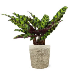 Calathea Rattlesnake With Decorative Pot -Flourish Garden 5IN Jute with Calathea Rattlesnake 8712e748 cba2 4cdf a992 b68b5f554875