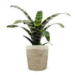Zebra Plant In Decorative Pot 15 Zebra Plant In Decorative Pot -Flourish Garden 5IN Jute with Splinriet Bromeliad 88162cef 9c67 4003 9207 e88eb2700019