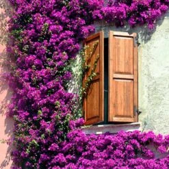 Alexandra Bougainvillea