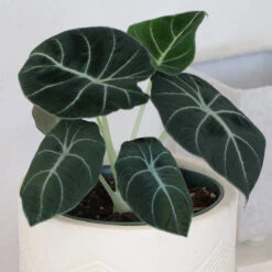 Alocasia Black Velvet -Flourish Garden ALocasia Black Velvet 7