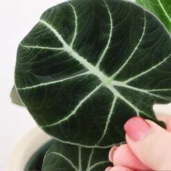 Alocasia Black Velvet -Flourish Garden ALocasia Black Velvet FGT 5