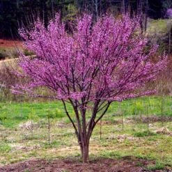 Ace Of Hearts Redbud Tree -Flourish Garden Ace of Hearts 1