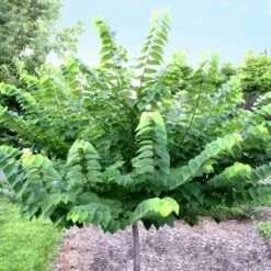 Ace Of Hearts Redbud Tree -Flourish Garden Ace of Hearts 2