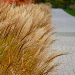 Adagio Maiden Grass 7 Adagio Maiden Grass -Flourish Garden Adagio Madien Grass 7 FGT