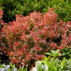 Admiration Barberry Shrub -Flourish Garden Admiration Barberry 1