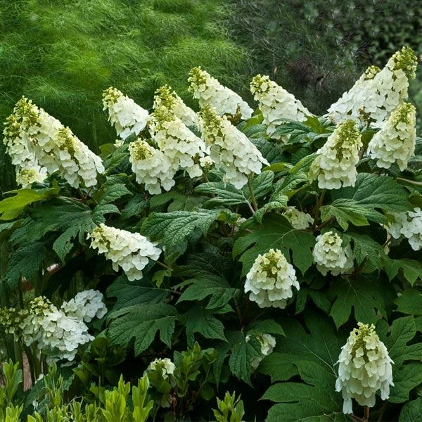 Alice Oakleaf Hydrangea 1 Alice Oakleaf Hydrangea