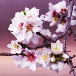 All-in-One Almond Tree -Flourish Garden All in One Almond 3 213f37af fac9 49c5 8a19 0aa42ca679e9