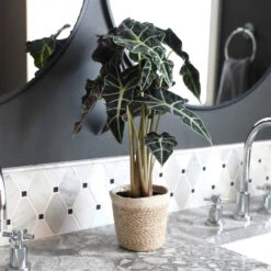 Alocasia Polly With Decorative Pot -Flourish Garden Alocasia 2