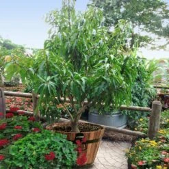 Alphonso Mango 9 Alphonso Mango -Flourish Garden Alphonso Mango 1 FGT