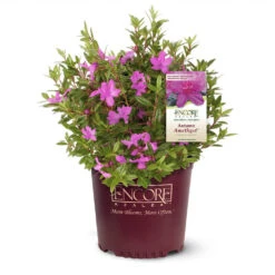 Autumn Amethyst® Encore® Azalea -Flourish Garden Amathyst Encore Azalea 1