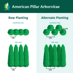 Full Speed A Hedge® American Pillar Arborvitae 13 Full Speed A Hedge® American Pillar Arborvitae -Flourish Garden AmericanPillarArborvitae