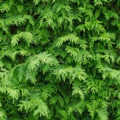 American Arborvitae -Flourish Garden American Arborvitae