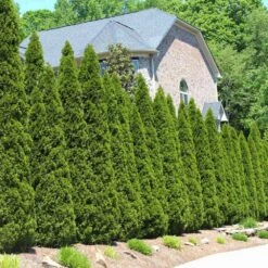 Front Page -Flourish Garden American Arborvitae 1 FGT