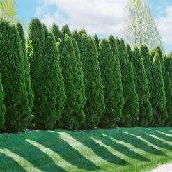 American Arborvitae -Flourish Garden American Arborvitae 2 FGT