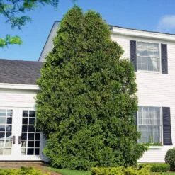 American Arborvitae -Flourish Garden American Arborvitae 6