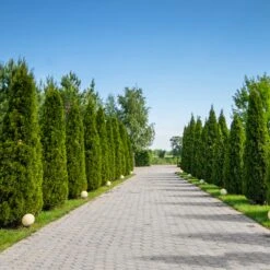 American Arborvitae -Flourish Garden American Arborvitae 8 FGT