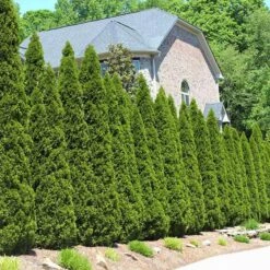 Front Page 59 American Arborvitae