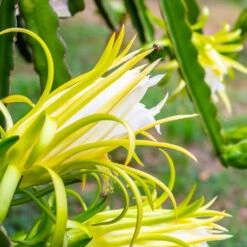 American Beauty Dragon Fruit 10 American Beauty Dragon Fruit -Flourish Garden American Beauty Dragon Friuit 3