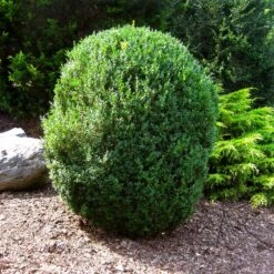 American Boxwood Shrub -Flourish Garden American Boxwood 1 FGT