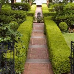 American Boxwood Shrub -Flourish Garden American Boxwood 6 FGT