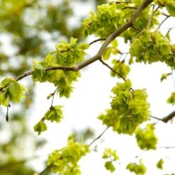 American Elm Tree -Flourish Garden American Elm Tree 8