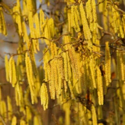 American Hazelnut Filbert 9 American Hazelnut Filbert -Flourish Garden American Hazelnut 2