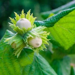 American Hazelnut Filbert 8 American Hazelnut Filbert -Flourish Garden American Hazelnut 5 FGT