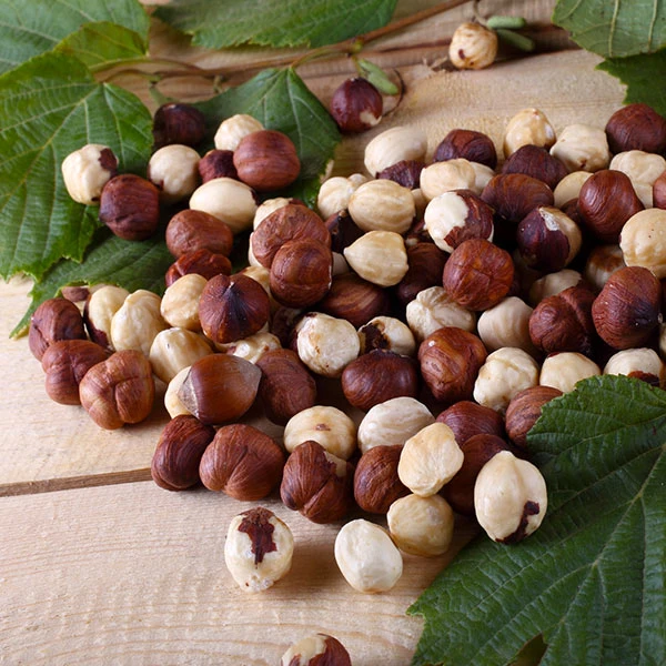 American Hazelnut Filbert 1 American Hazelnut Filbert