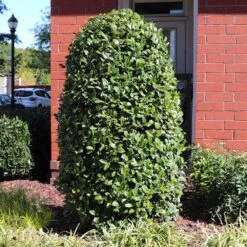 Greenleaf American Holly Shrub -Flourish Garden American Holly Greenleaf 6 FGT