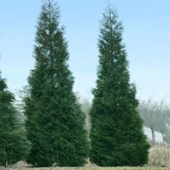 Full Speed A Hedge® American Pillar Arborvitae 9 Full Speed A Hedge® American Pillar Arborvitae -Flourish Garden American Pillar Arborvitae 1