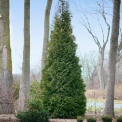Full Speed A Hedge® American Pillar Arborvitae 10 Full Speed A Hedge® American Pillar Arborvitae -Flourish Garden American Pillar Arborvitae 2