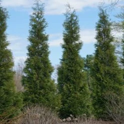 Full Speed A Hedge® American Pillar Arborvitae 11 Full Speed A Hedge® American Pillar Arborvitae -Flourish Garden American Pillar Arborvitae 3