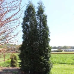 Full Speed A Hedge® American Pillar Arborvitae 12 Full Speed A Hedge® American Pillar Arborvitae -Flourish Garden American Pillar Arborvitae 5 FGT