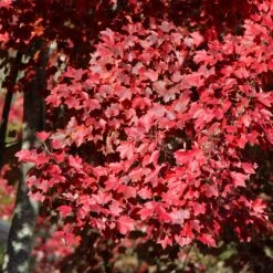 American Red Maple Tree -Flourish Garden American Red Maple
