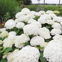 Annabelle Hydrangea Shrub -Flourish Garden Annabelle Hydrangea 1 FGT