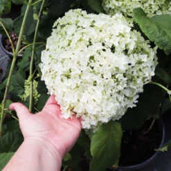 Annabelle Hydrangea Shrub -Flourish Garden Annabelle Hydrangea 3