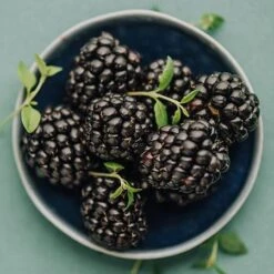 Apache Blackberry - USDA Organic 7 Apache Blackberry - USDA Organic -Flourish Garden Apache Blackberry 450 D2 0178c099 4324 413f a424 048cda519a64