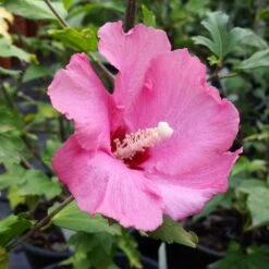 Aphrodite Rose Of Sharon Althea Shrub 6 Aphrodite Rose Of Sharon Althea Shrub -Flourish Garden Aphrodite Rose of Sharon 1