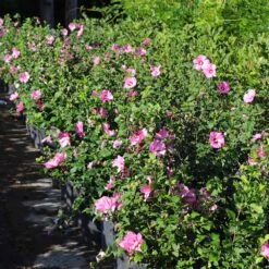Aphrodite Rose Of Sharon Althea Shrub 7 Aphrodite Rose Of Sharon Althea Shrub -Flourish Garden Aphrodite Rose of Sharon 6 FGT